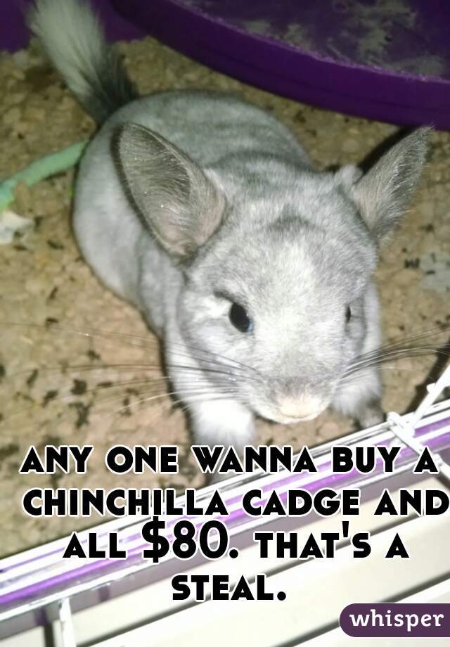 any one wanna buy a chinchilla cadge and all $80. that's a steal. 