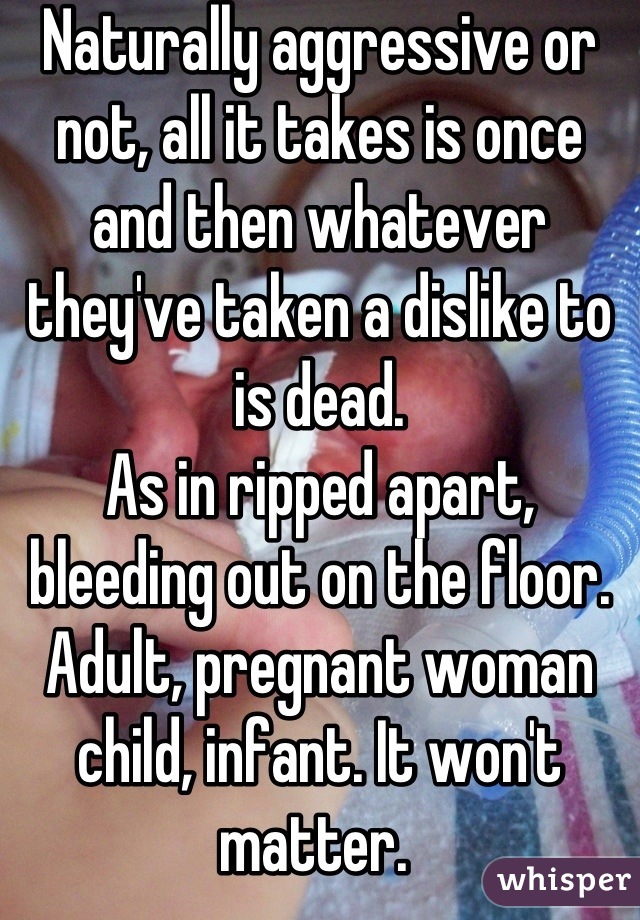 Naturally aggressive or not, all it takes is once and then whatever they've taken a dislike to is dead. 
As in ripped apart, bleeding out on the floor. Adult, pregnant woman child, infant. It won't matter. 
