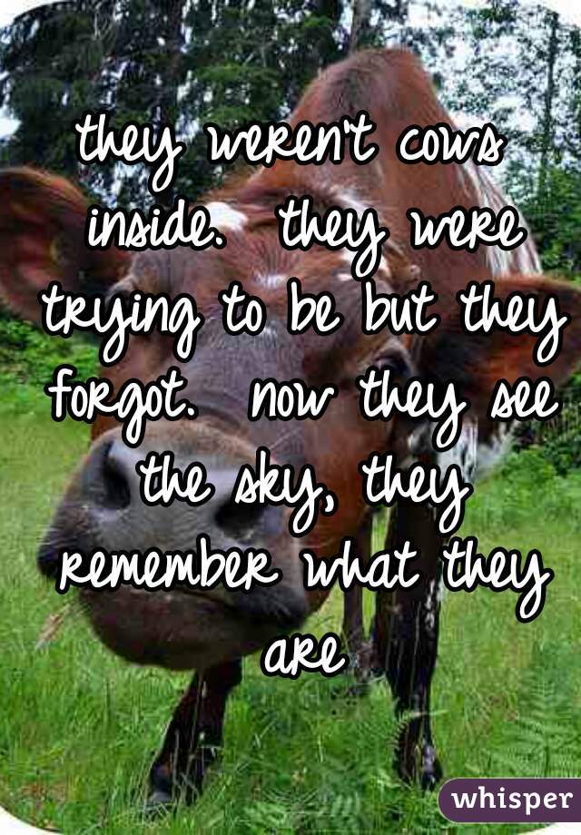 they weren't cows inside.  they were trying to be but they forgot.  now they see the sky, they remember what they are