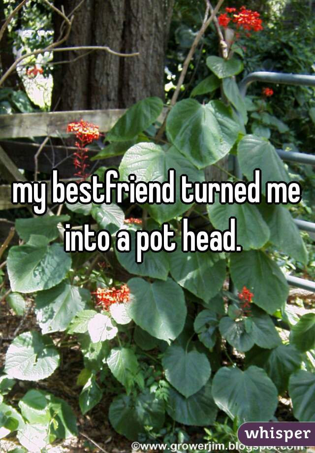 my bestfriend turned me into a pot head.  