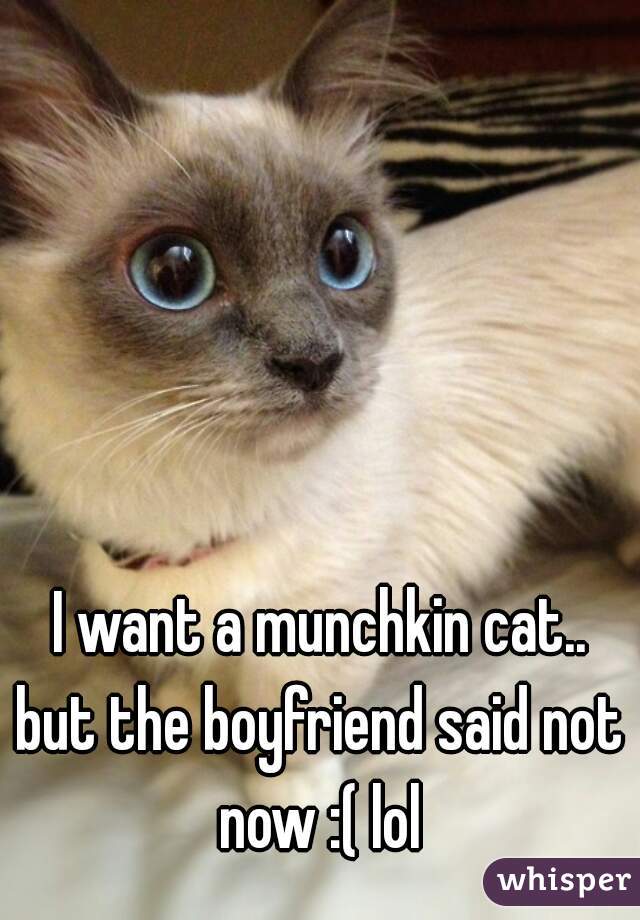 I want a munchkin cat..




but the boyfriend said not now :( lol 