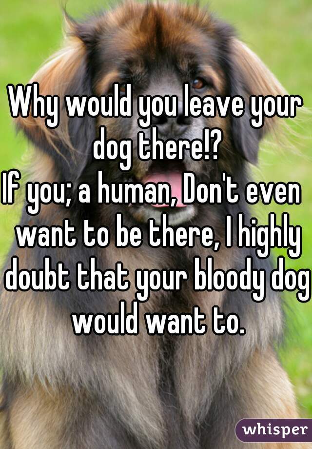 Why would you leave your dog there!?
If you; a human, Don't even  want to be there, I highly doubt that your bloody dog would want to.