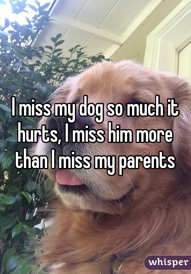 I miss my dog so much it hurts, I miss him more than I miss my parents 