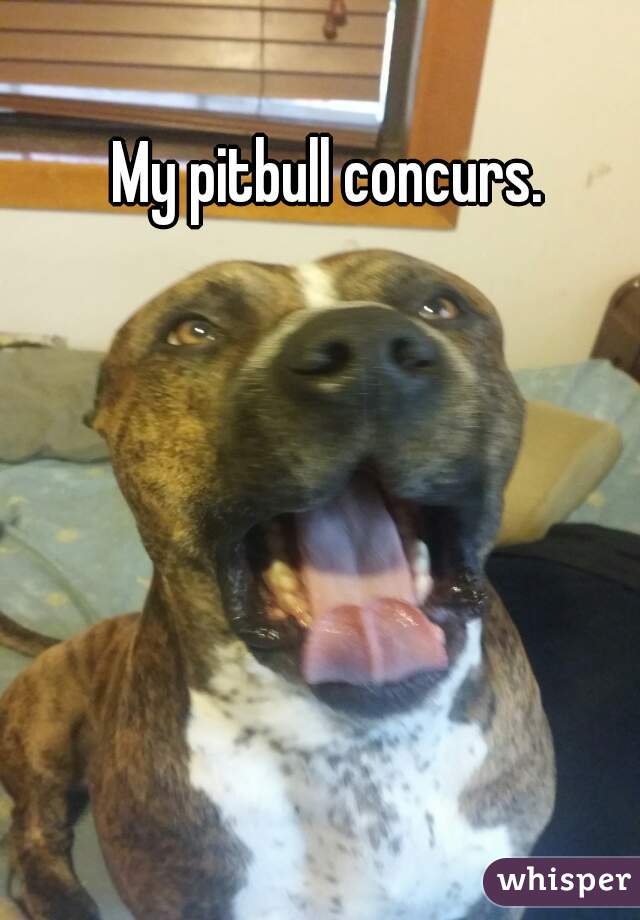 My pitbull concurs. 