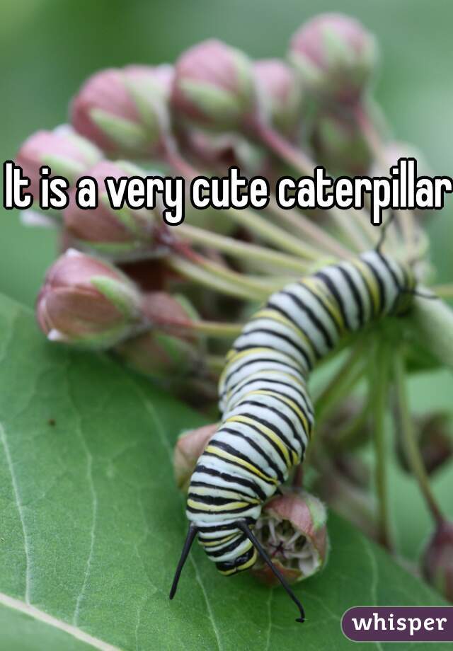 It is a very cute caterpillar 