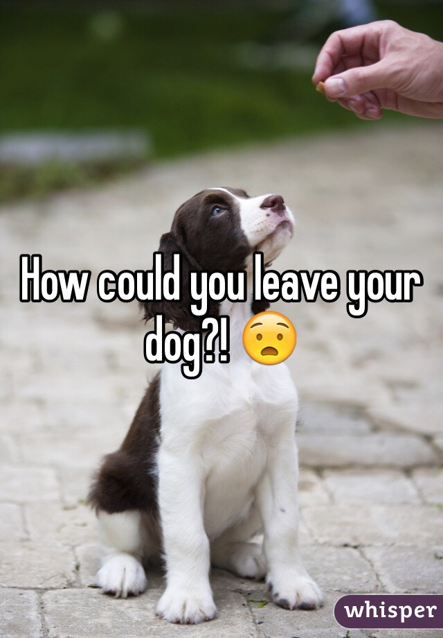 How could you leave your dog?! 😧