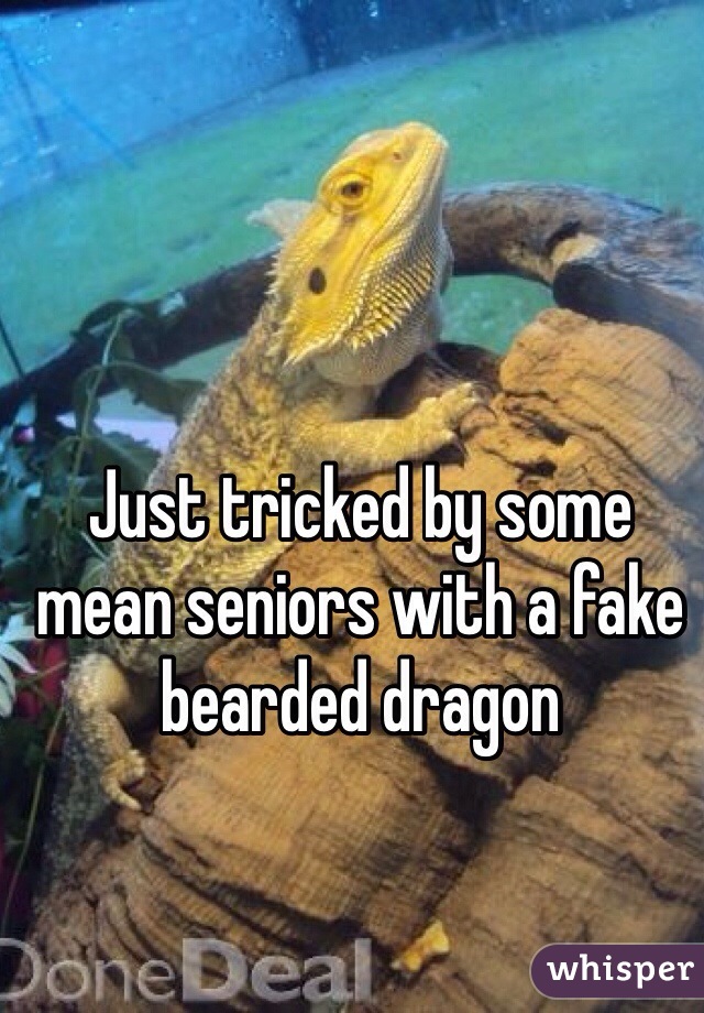 Just tricked by some mean seniors with a fake bearded dragon