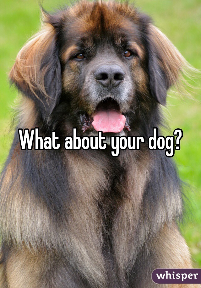 What about your dog? 