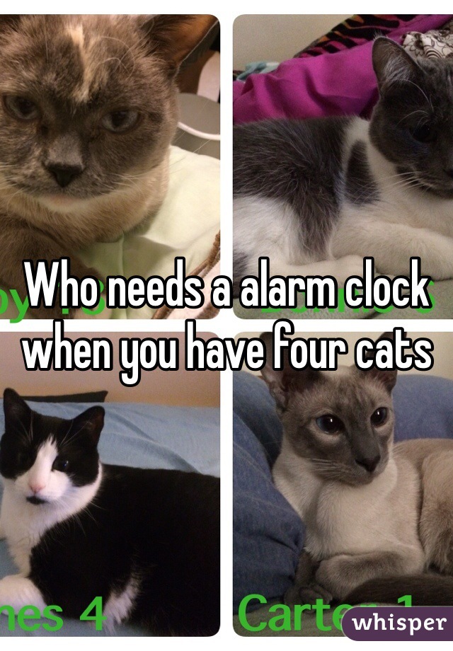 Who needs a alarm clock when you have four cats