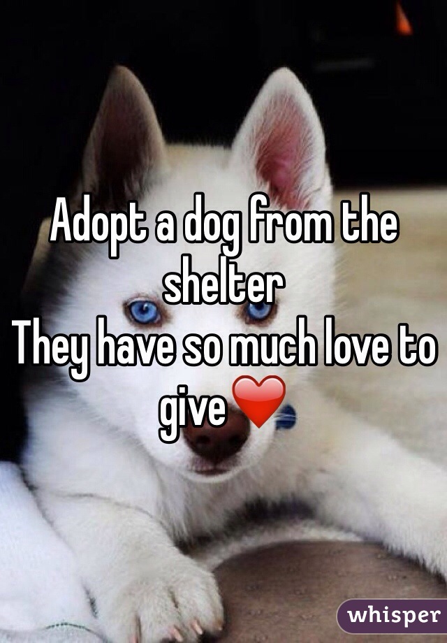Adopt a dog from the shelter
They have so much love to give❤️