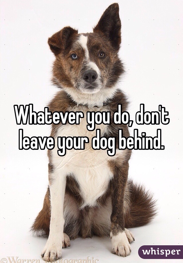 Whatever you do, don't leave your dog behind. 