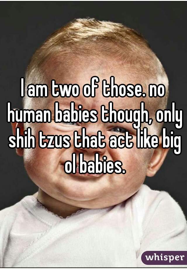 I am two of those. no human babies though, only shih tzus that act like big ol babies.