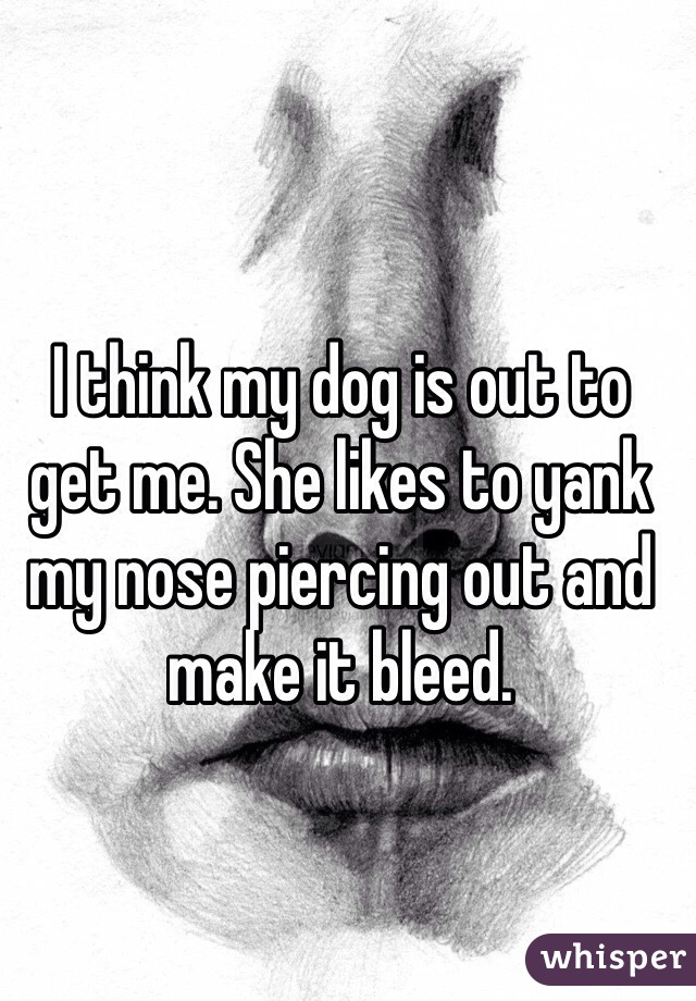I think my dog is out to get me. She likes to yank my nose piercing out and make it bleed. 