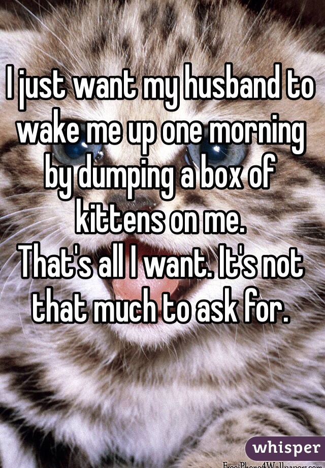 I just want my husband to wake me up one morning by dumping a box of kittens on me.
That's all I want. It's not that much to ask for.