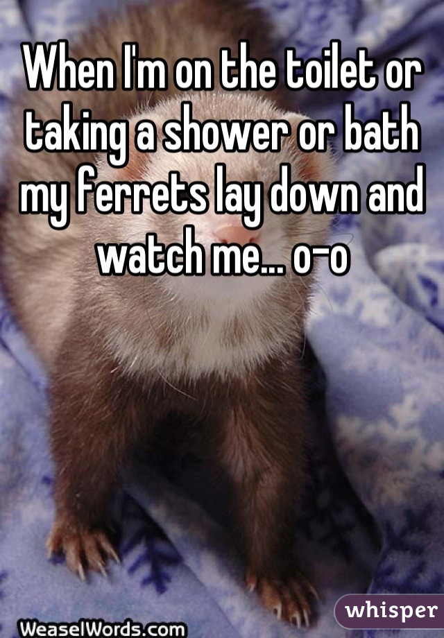 When I'm on the toilet or taking a shower or bath my ferrets lay down and watch me... o-o