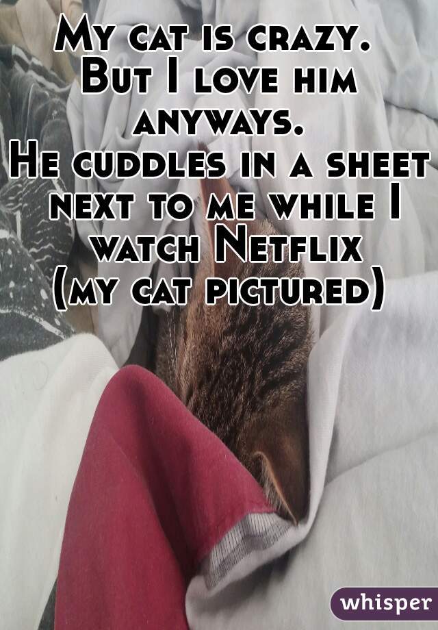 My cat is crazy. 

But I love him anyways. 

He cuddles in a sheet next to me while I watch Netflix.
(my cat pictured)