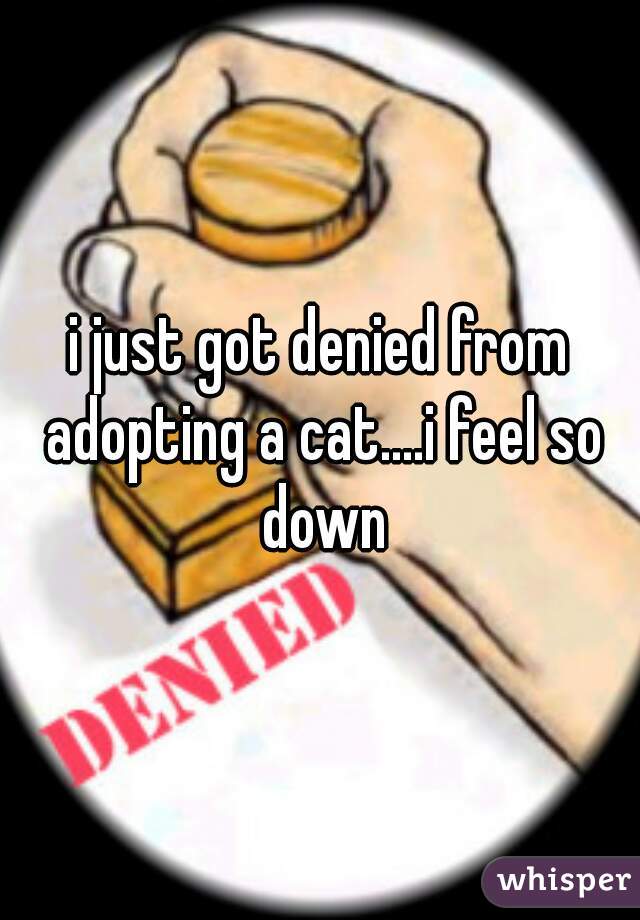 i just got denied from adopting a cat....i feel so down