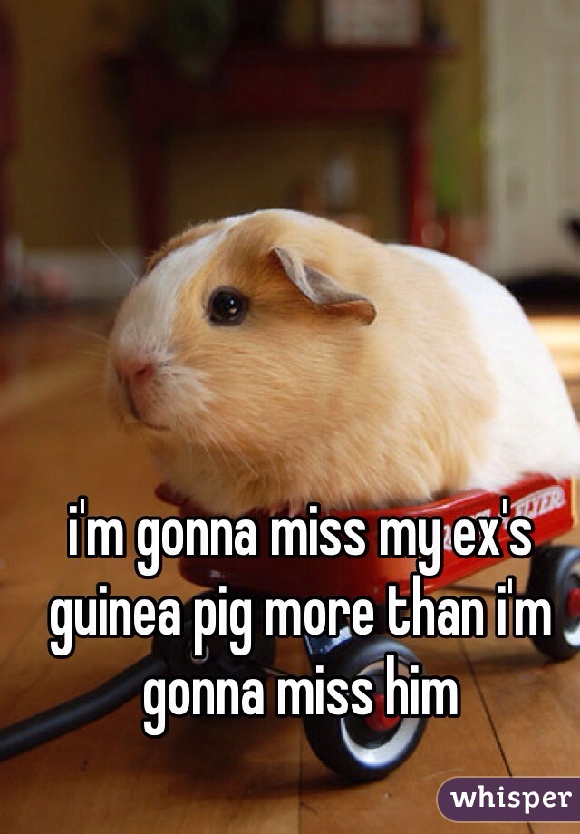 i'm gonna miss my ex's guinea pig more than i'm gonna miss him