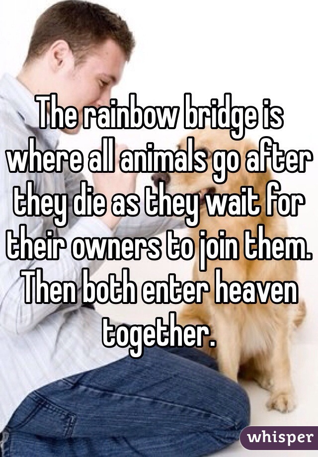 The rainbow bridge is where all animals go after they die as they wait for their owners to join them. Then both enter heaven together. 