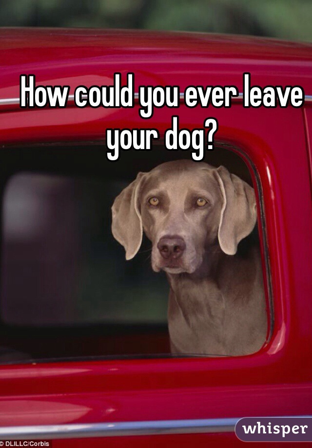 How could you ever leave your dog?