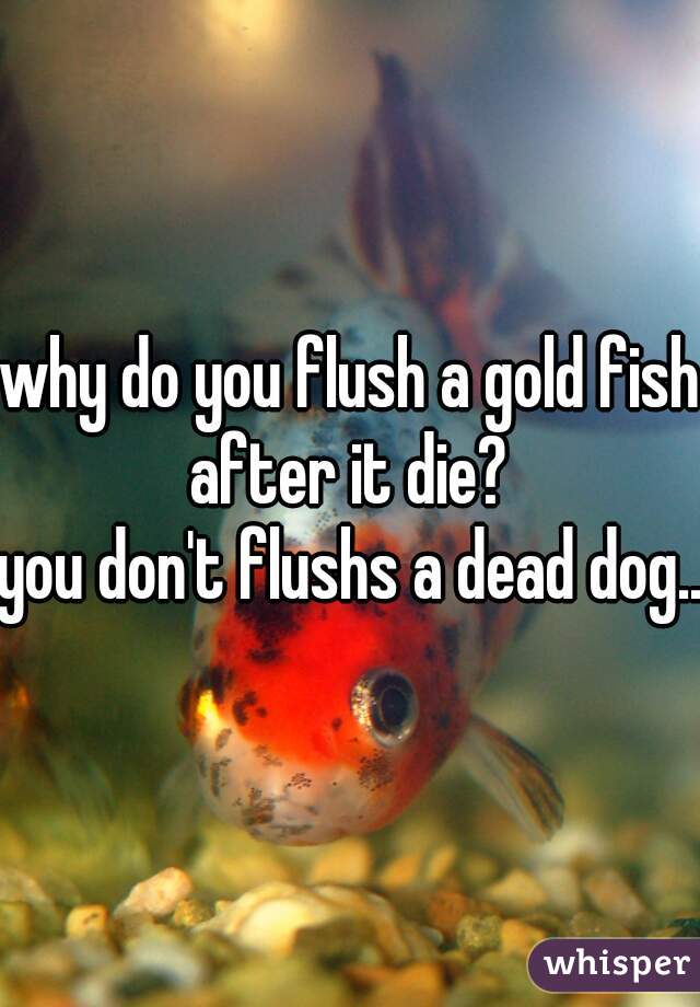 why do you flush a gold fish after it die? 
you don't flushs a dead dog...