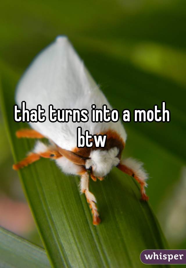 that turns into a moth btw 