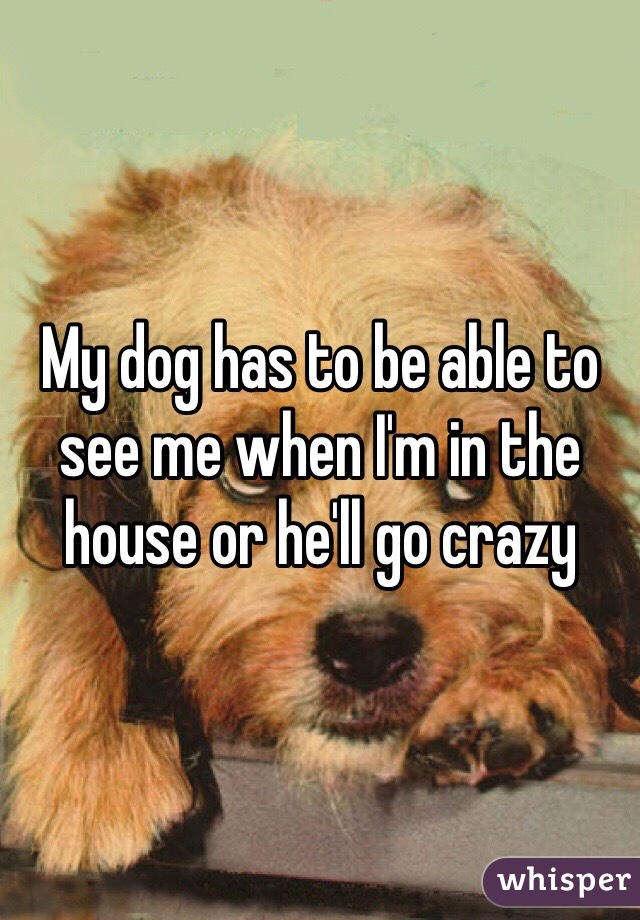 My dog has to be able to see me when I'm in the house or he'll go crazy 