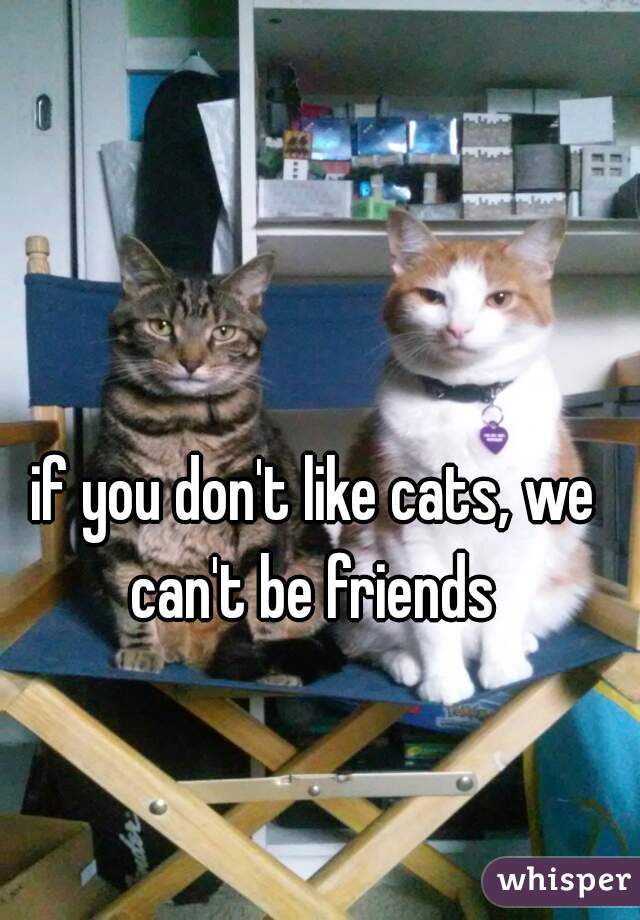 if you don't like cats, we can't be friends 