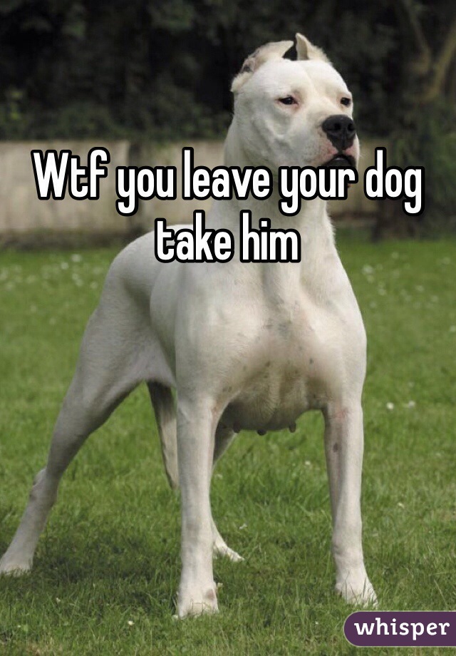 Wtf you leave your dog take him