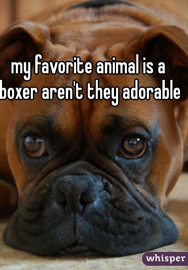 my favorite animal is a boxer aren't they adorable 