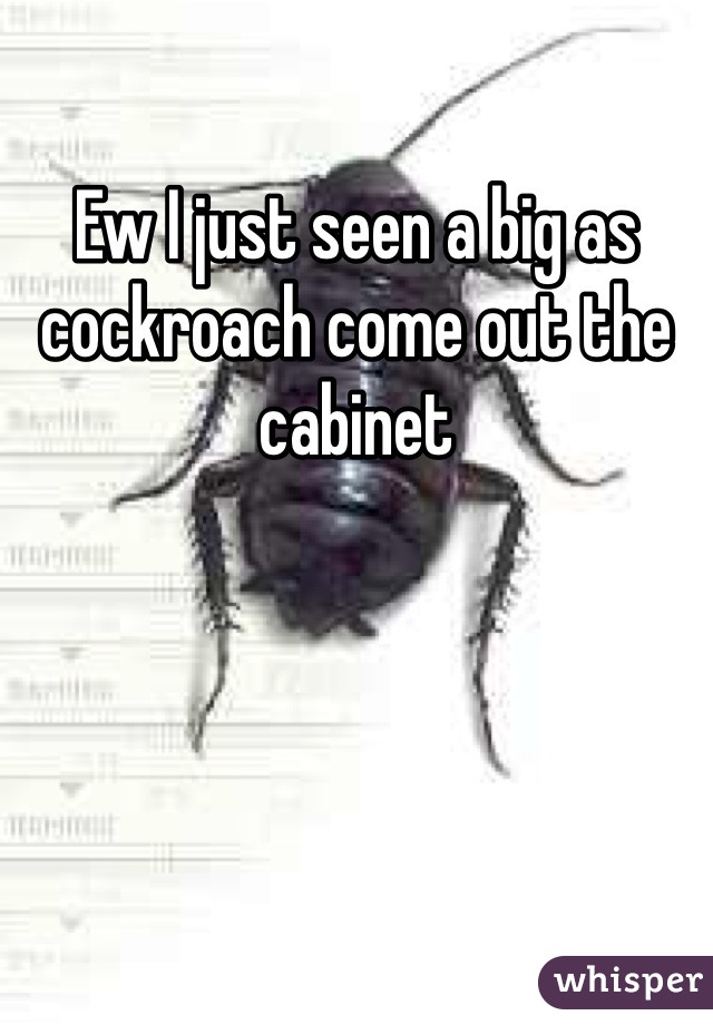 Ew I just seen a big as cockroach come out the cabinet 