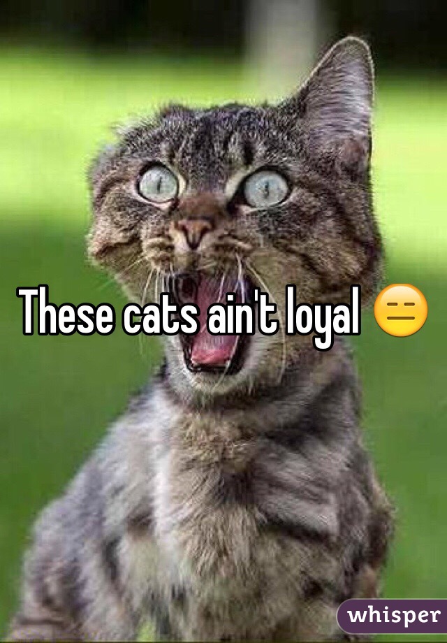 These cats ain't loyal 😑
