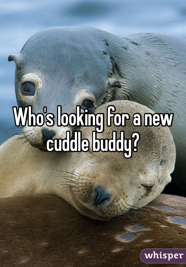 Who's looking for a new cuddle buddy?
