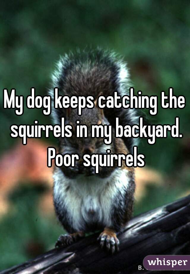 My dog keeps catching the squirrels in my backyard. Poor squirrels