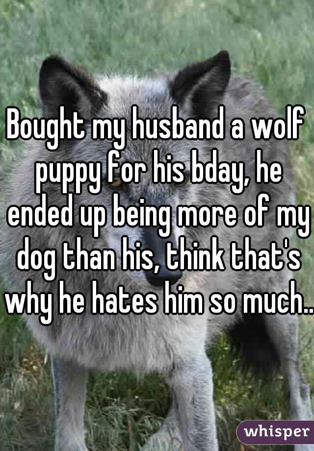 Bought my husband a wolf puppy for his bday, he ended up being more of my dog than his, think that's why he hates him so much..