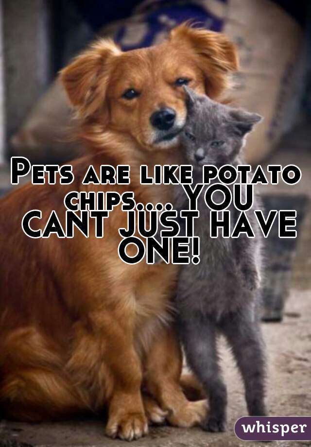 Pets are like potato chips.... YOU CANT JUST HAVE ONE!