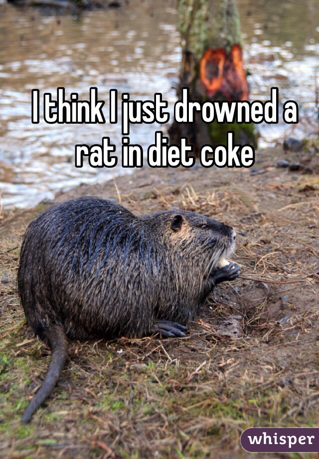 I think I just drowned a rat in diet coke