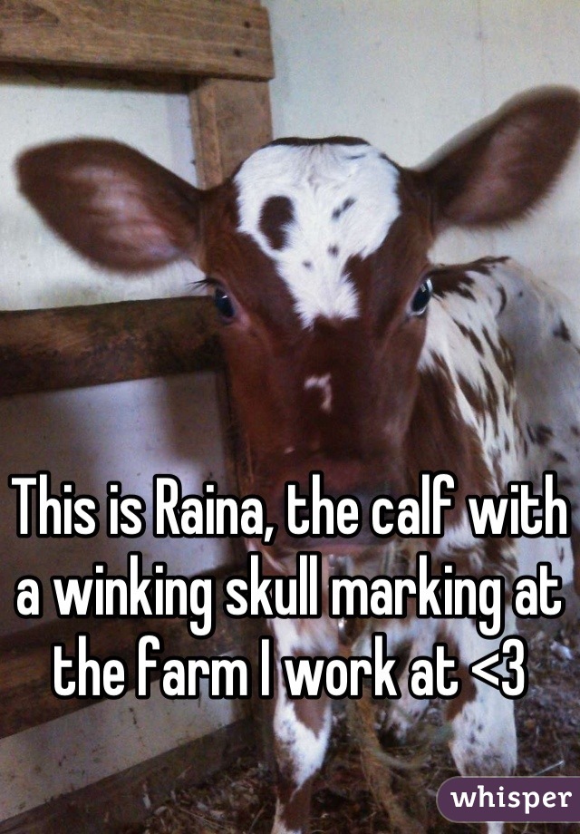 This is Raina, the calf with a winking skull marking at the farm I work at <3