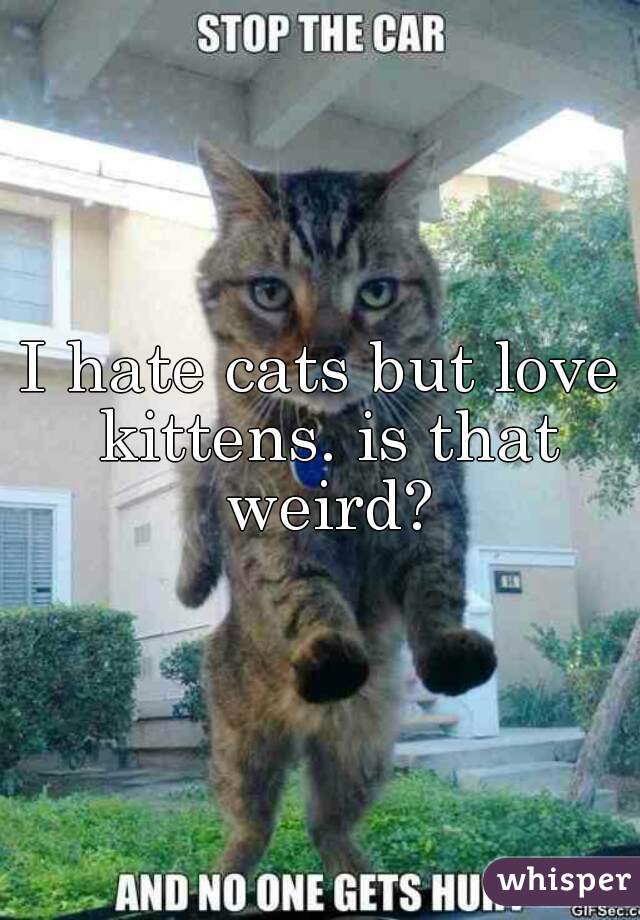 I hate cats but love kittens. is that weird?