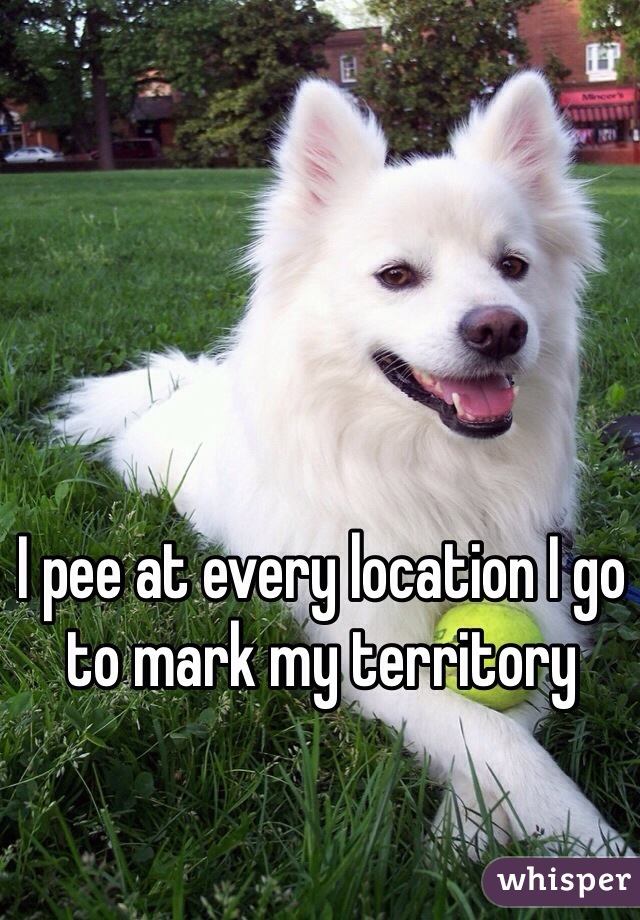 I pee at every location I go to mark my territory 