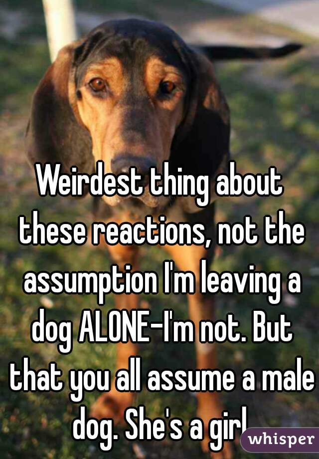 Weirdest thing about these reactions, not the assumption I'm leaving a dog ALONE-I'm not. But that you all assume a male dog. She's a girl.