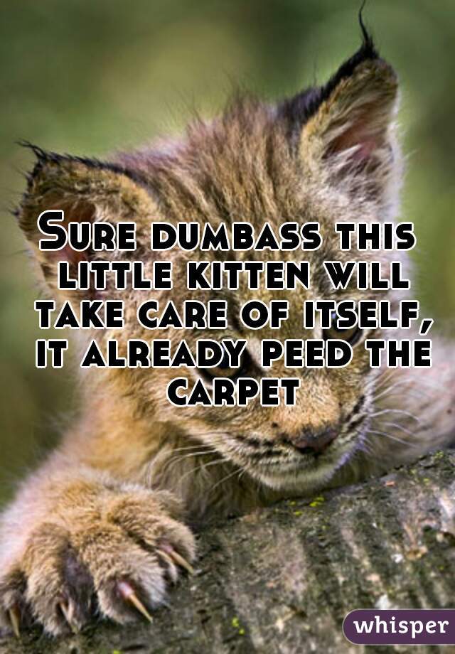 Sure dumbass this little kitten will take care of itself, it already peed the carpet