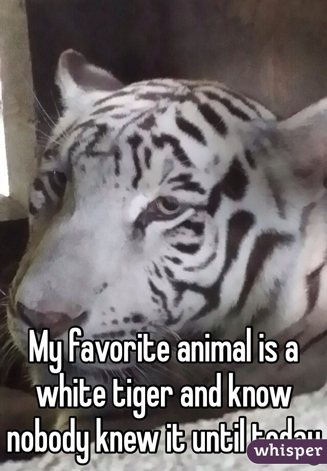 My favorite animal is a white tiger and know nobody knew it until today 
