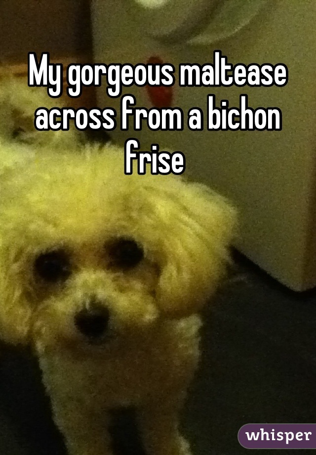 My gorgeous maltease across from a bichon frise 