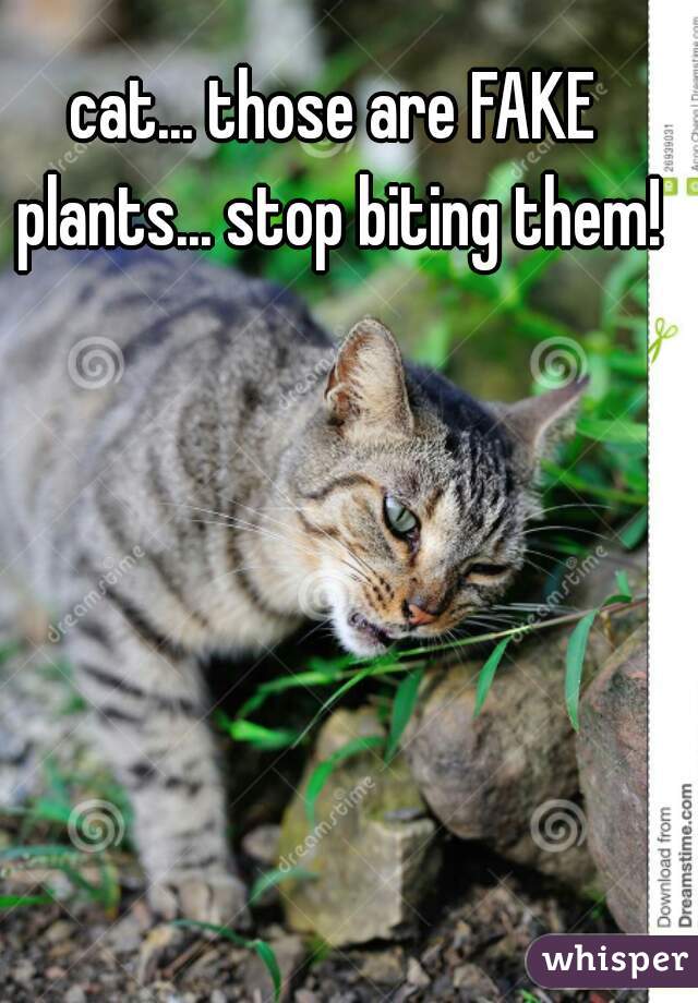 cat... those are FAKE plants... stop biting them!