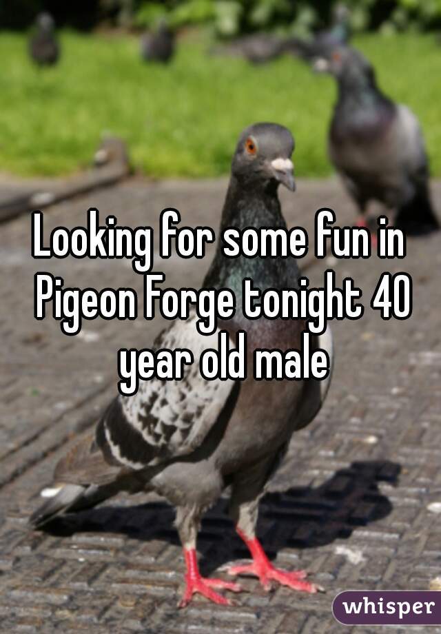 Looking for some fun in Pigeon Forge tonight 40 year old male