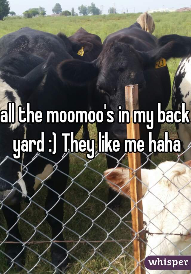 all the moomoo's in my back yard :) They like me haha