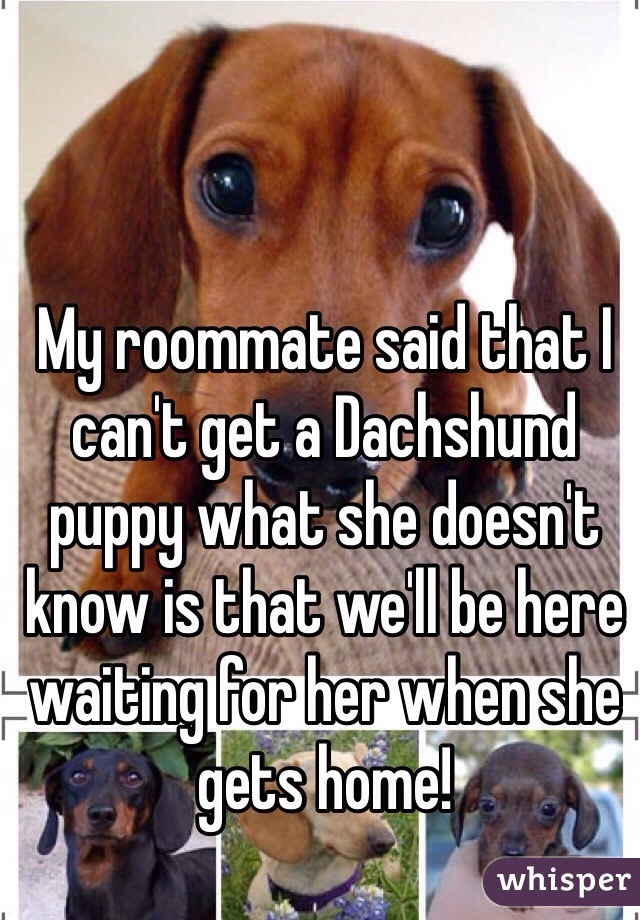 My roommate said that I can't get a Dachshund puppy what she doesn't know is that we'll be here waiting for her when she gets home!