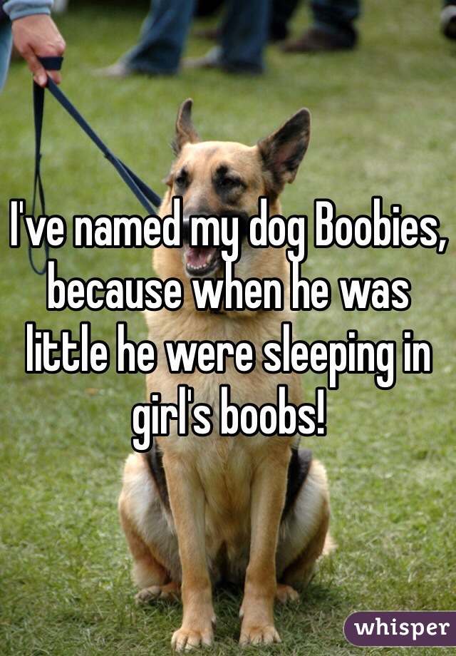 I've named my dog Boobies, because when he was little he were sleeping in girl's boobs!