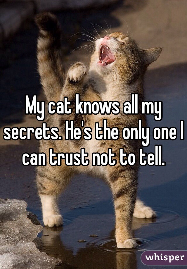 My cat knows all my secrets. He's the only one I can trust not to tell.